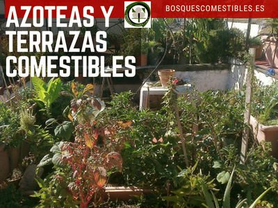 Azoteas y Terrazas Comestibles | Red Ibérica de Bosques