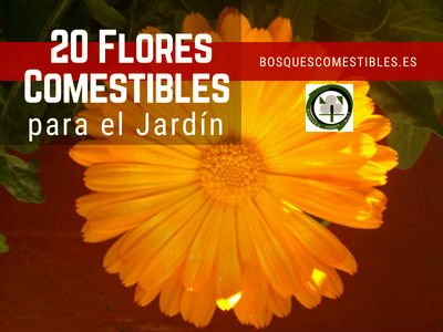20 Flores Comestibles | BOSQUE DE ALIMENTOS