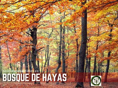 Bosque de Hayas o Hayedo | TIPOS DE BOSQUES