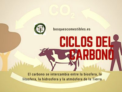 Ciclo del Carbono