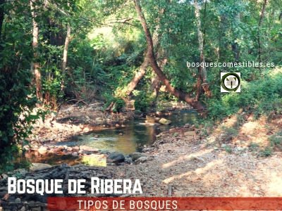 Bosque de Ribera, Galería o Soto | TIPOS DE BOSQUES