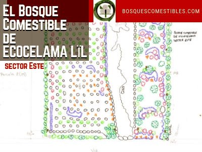 El Bosque Comestible de ECOCELAMA LÏL 2/3| Bosques de Alimentos en León