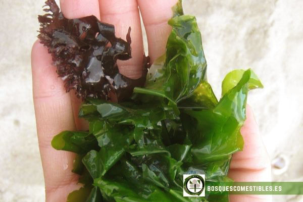 fertilizante de algas marinas