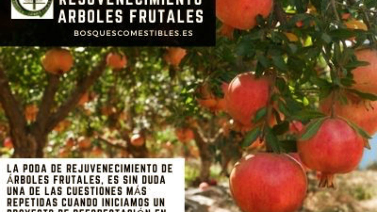 Poda Rejuvenecimiento Arboles Frutales - Bosques Comestibles