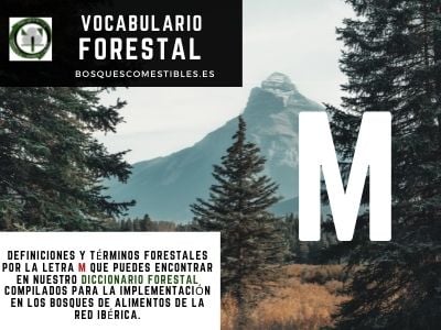 Glosario Forestal por M