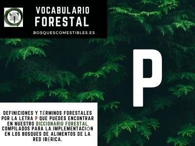 Vocabulario Forestal P