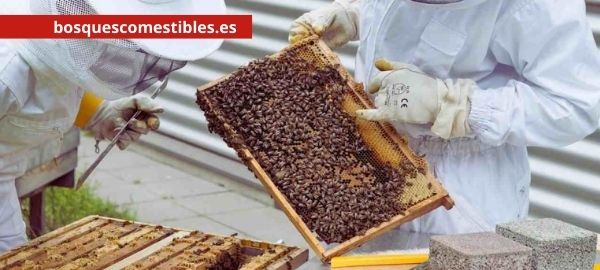 tipos de apicultura