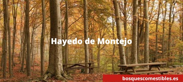 Hayedo de Montejo otoño