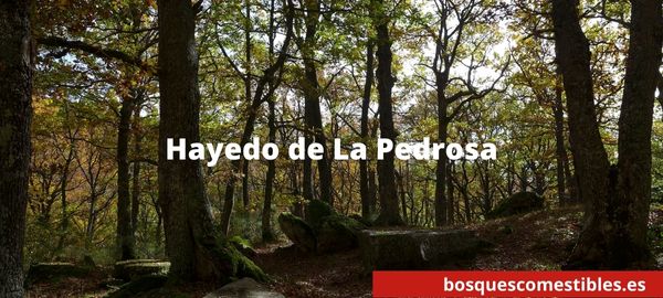 Bosque de Hayas de La Pedrosa