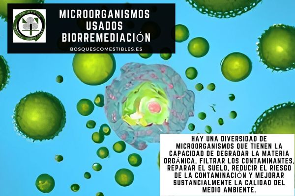 Microorganismos usados Biorremediación