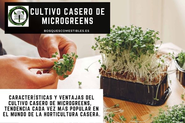 Microgreens España