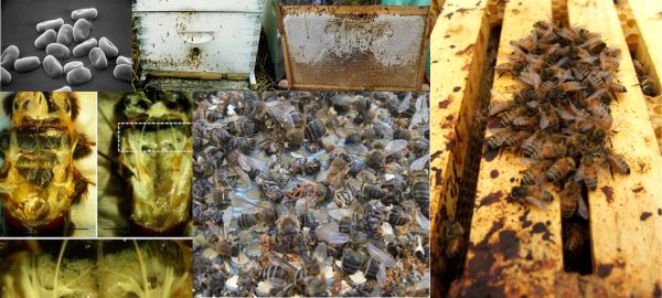 Amoebiasis en las abejas