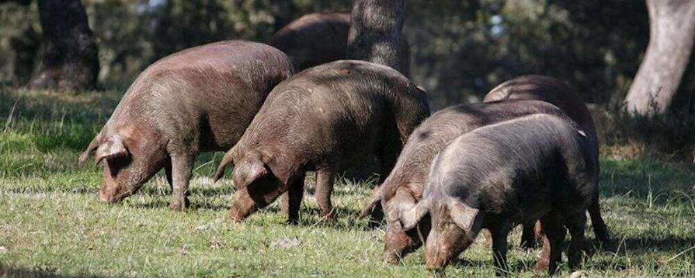 razas de porcino en España