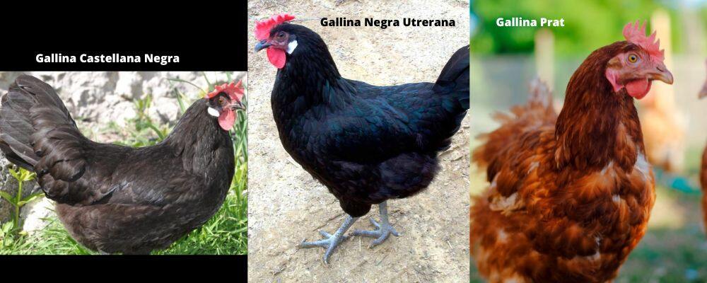 razas autóctonas de gallinas, España