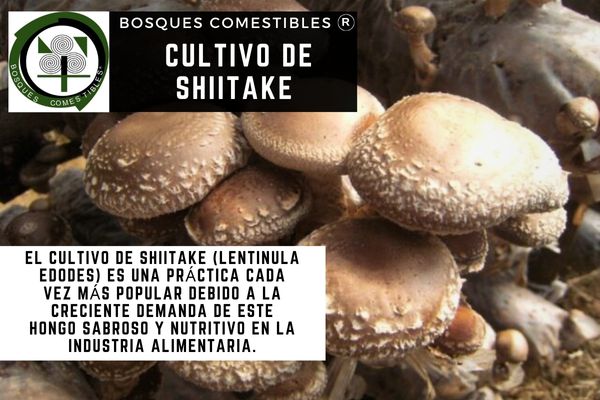 Shiitake Micelio Cultivo