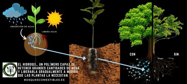 ¿Qué necesita un árbol para crecer sano y fuerte?