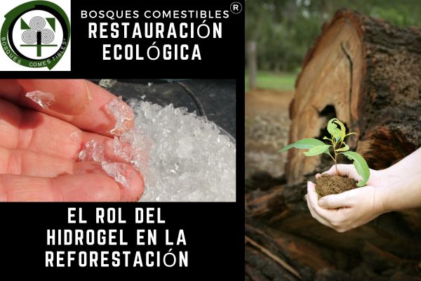 «Restauración ecológica: el rol del hidrogel en la reforestación»