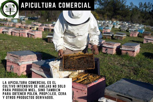 ¿Qué tan rentable es el negocio de la apicultura?