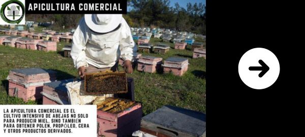 cultivos de abejas tipo comercial