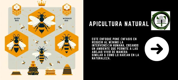 Características de la apicultura natural