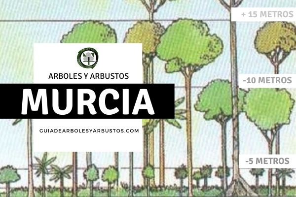 Arbustos Murcia